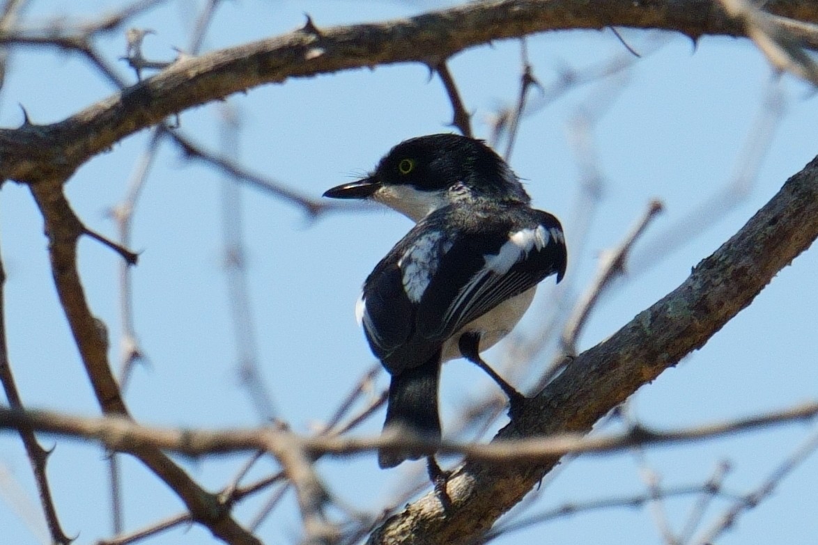 Chinspot Batis - ML644368897