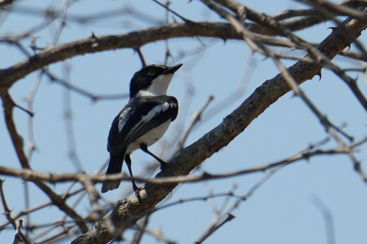 Chinspot Batis - ML644368898