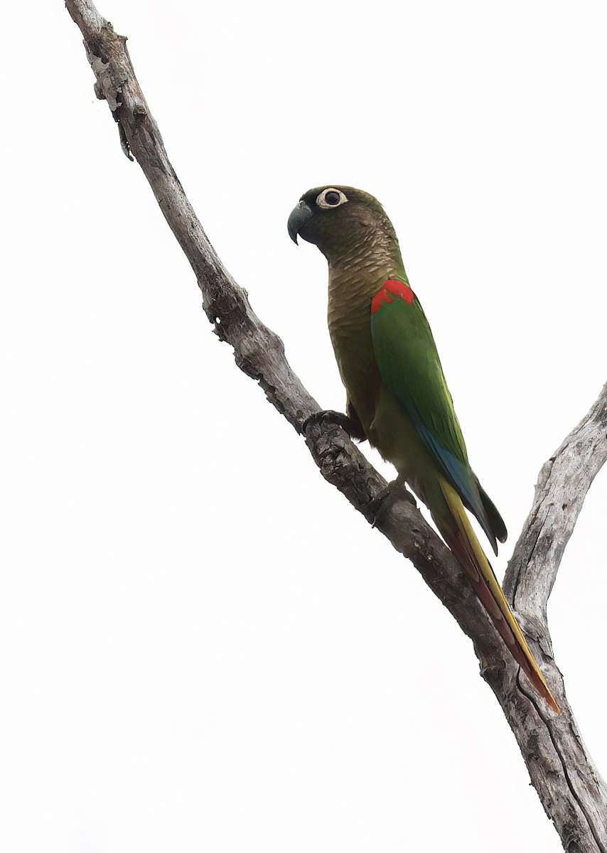 Blaze-winged Parakeet - ML644368903