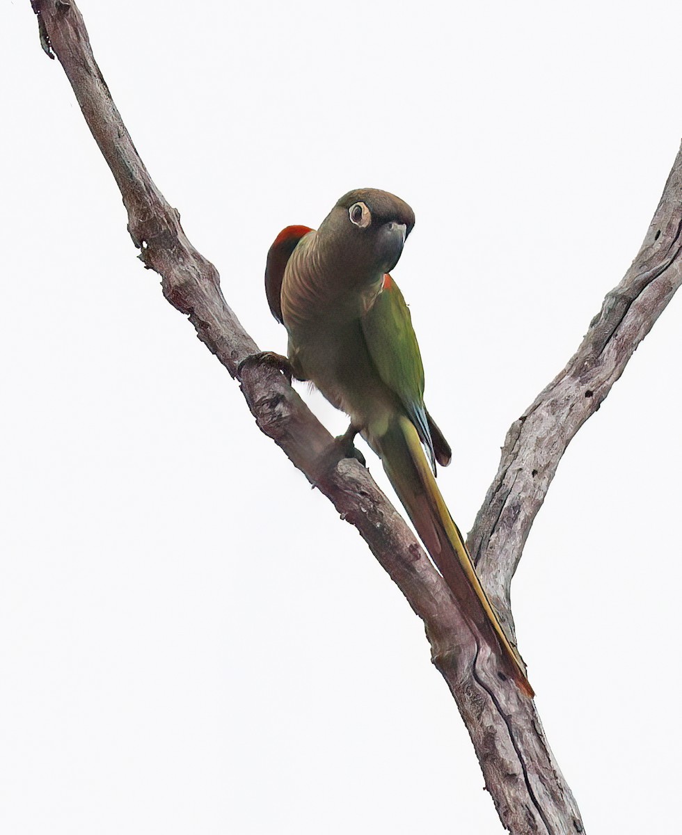 Blaze-winged Parakeet - ML644368904