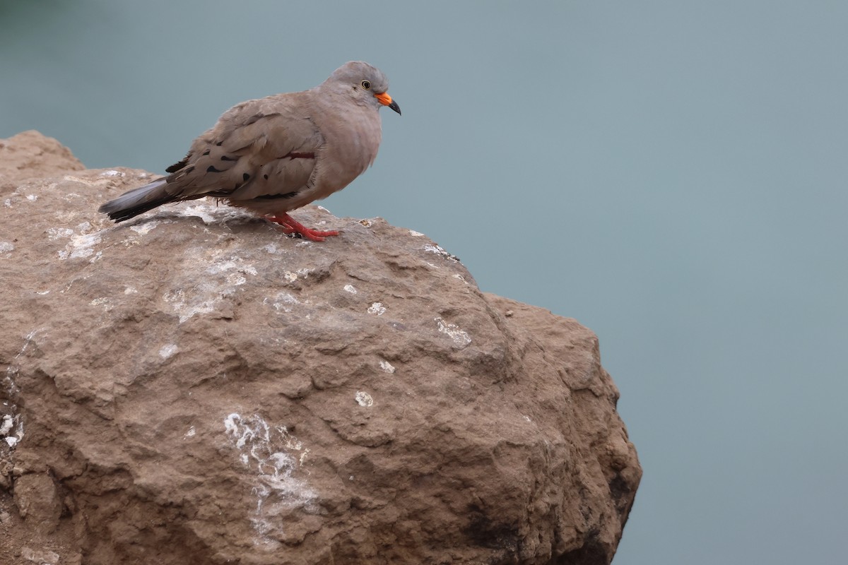 kvekkedue - ML644368924