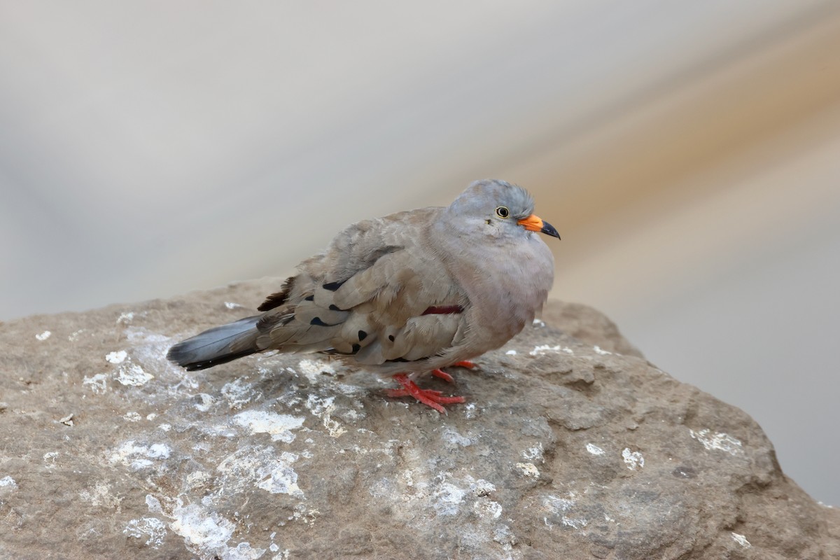 kvekkedue - ML644368925