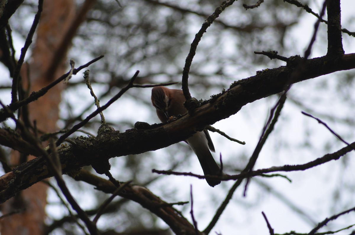 Ятга шаазгай - ML644368927