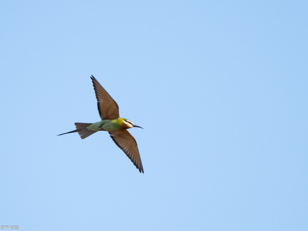 Olive Bee-eater - ML644368957