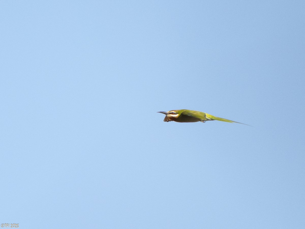 Olive Bee-eater - ML644368959