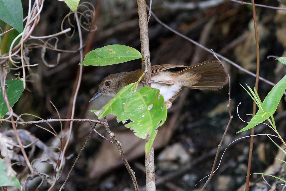 Sulawesi Babbler - ML644368960