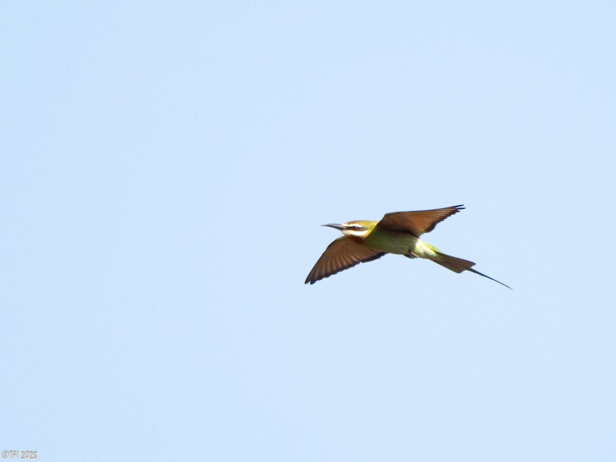 Olive Bee-eater - ML644368962