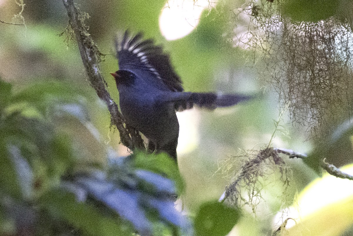 Black-faced Solitaire - ML644368970