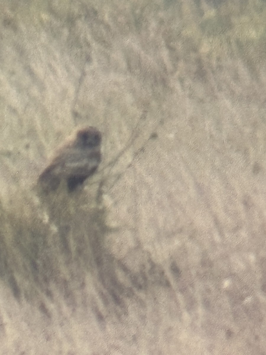 gressugle - ML644369002