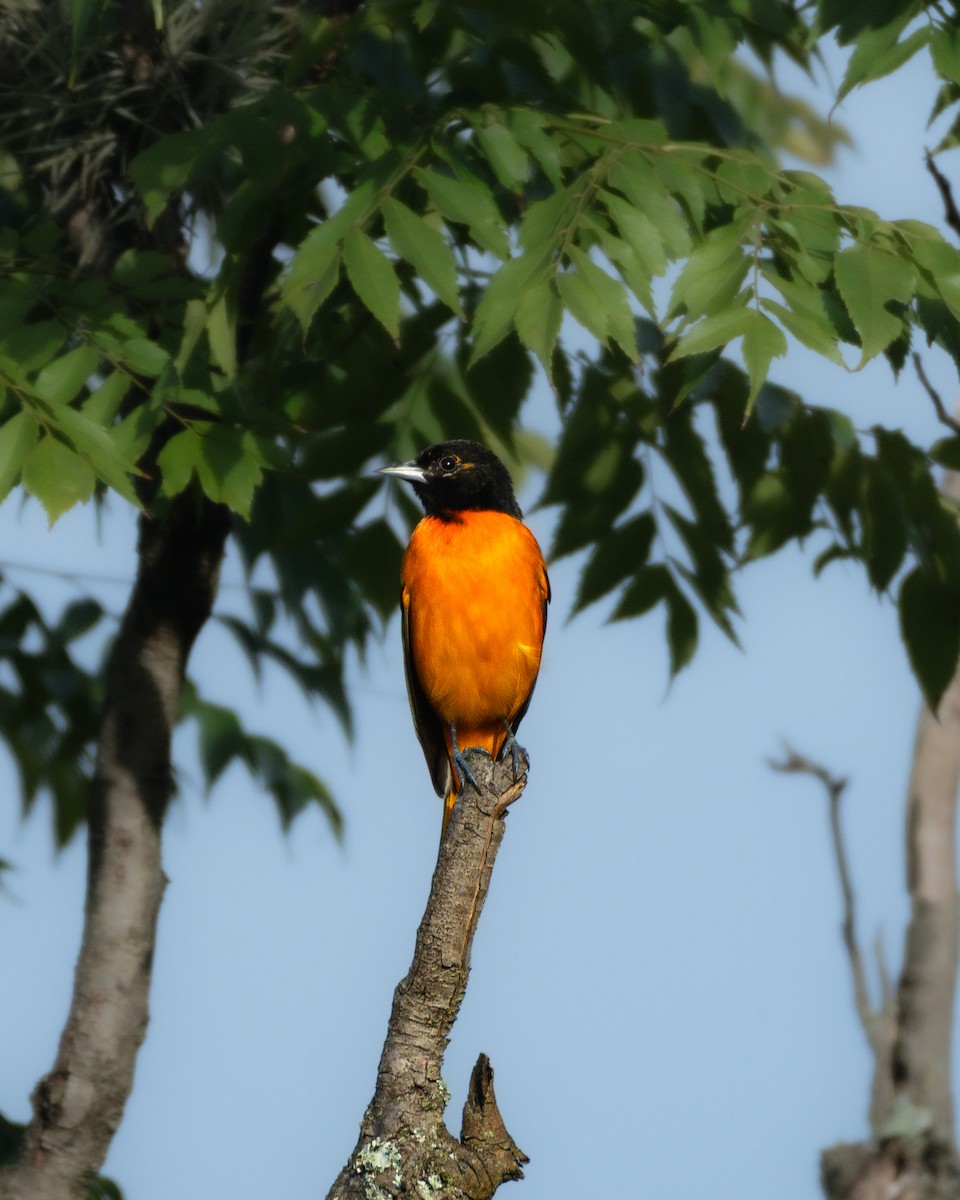 Baltimore Oriole - ML644369007