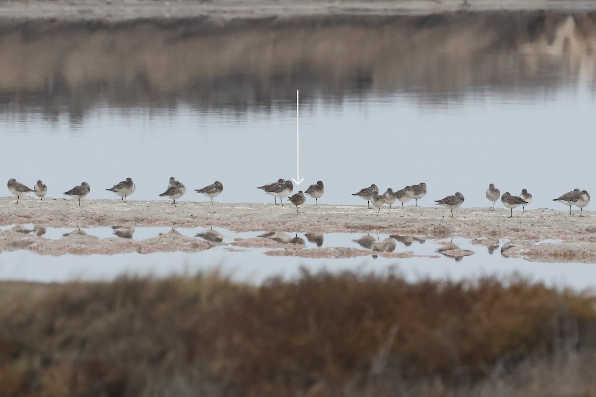 American Golden-Plover - ML644369009