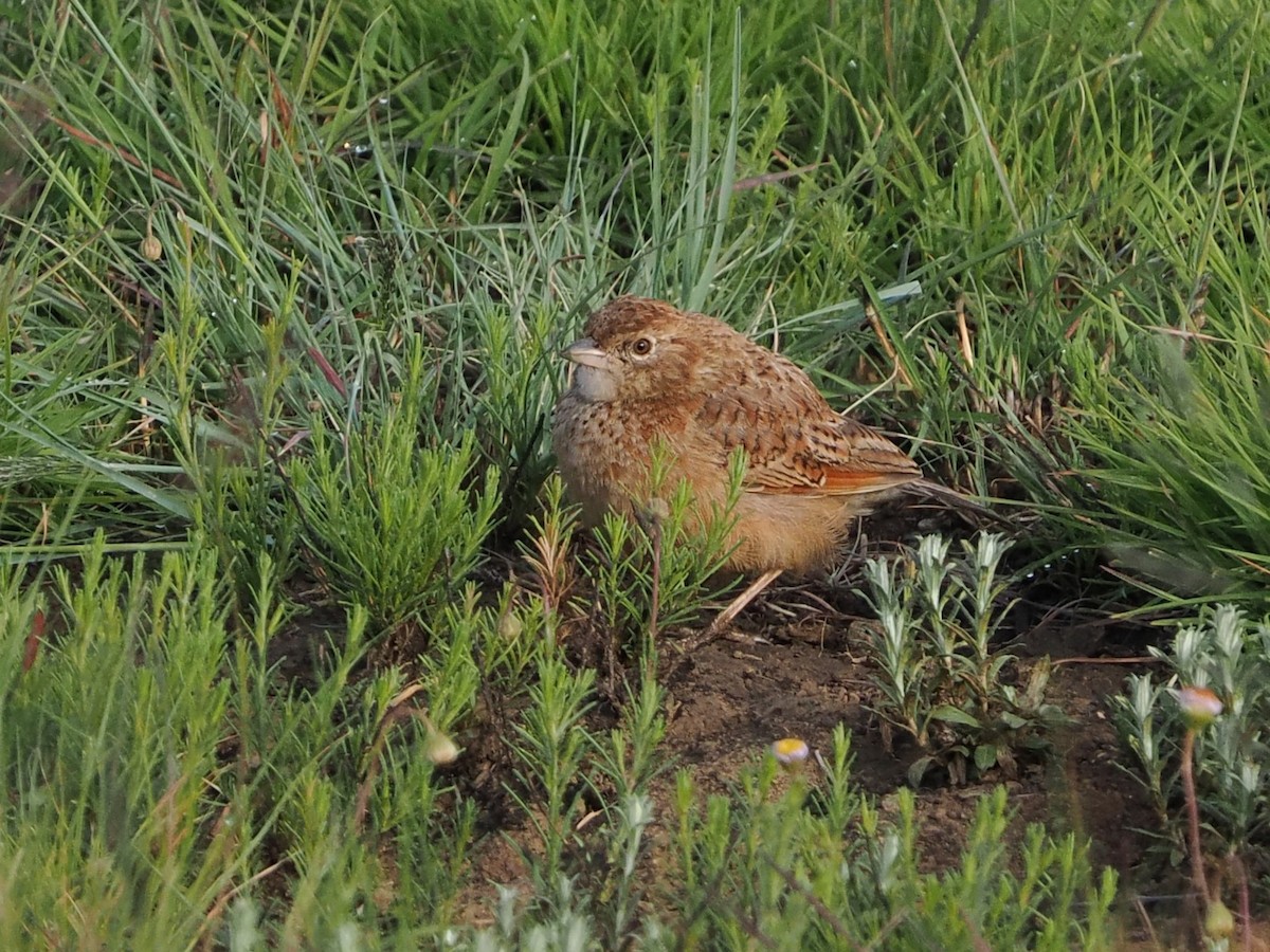 Eastern Clapper Lark - ML644369014