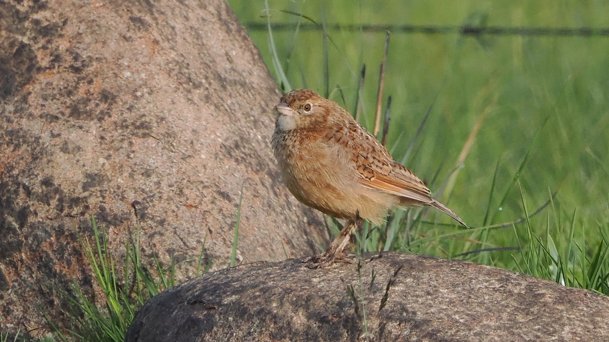 Eastern Clapper Lark - ML644369015