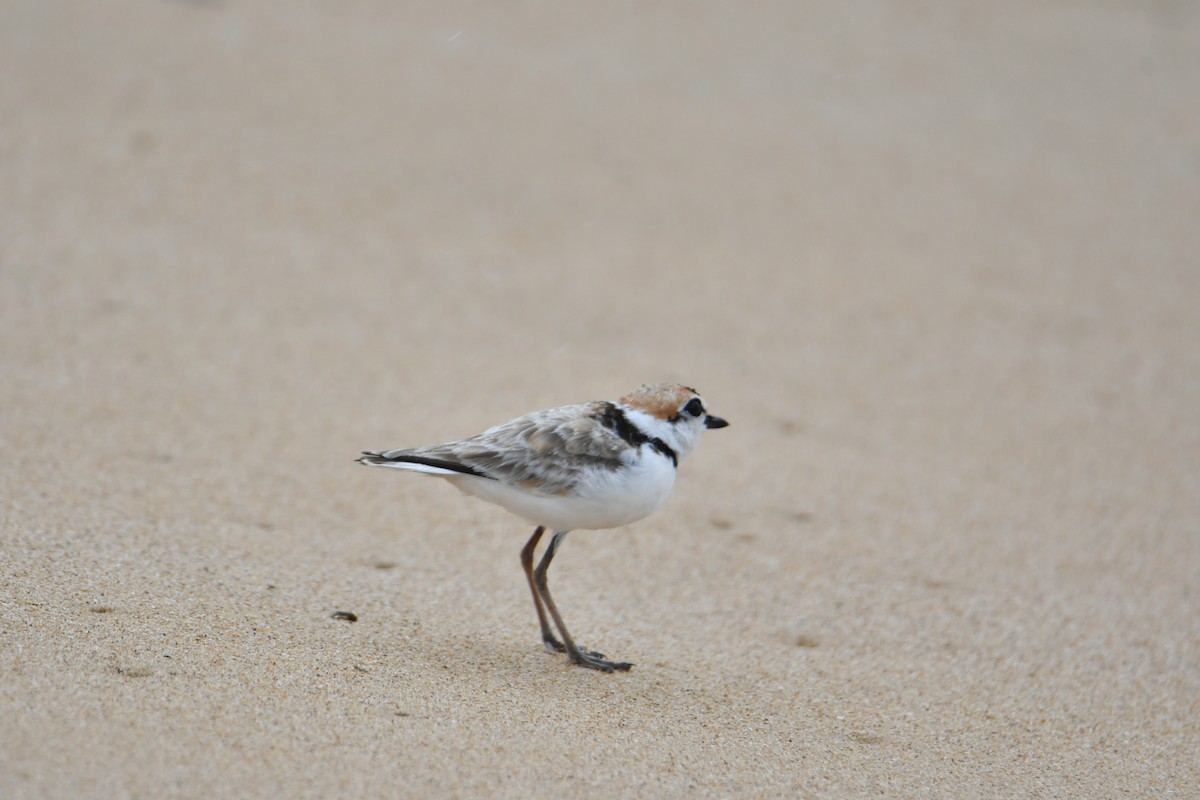 arkipello - ML644369023