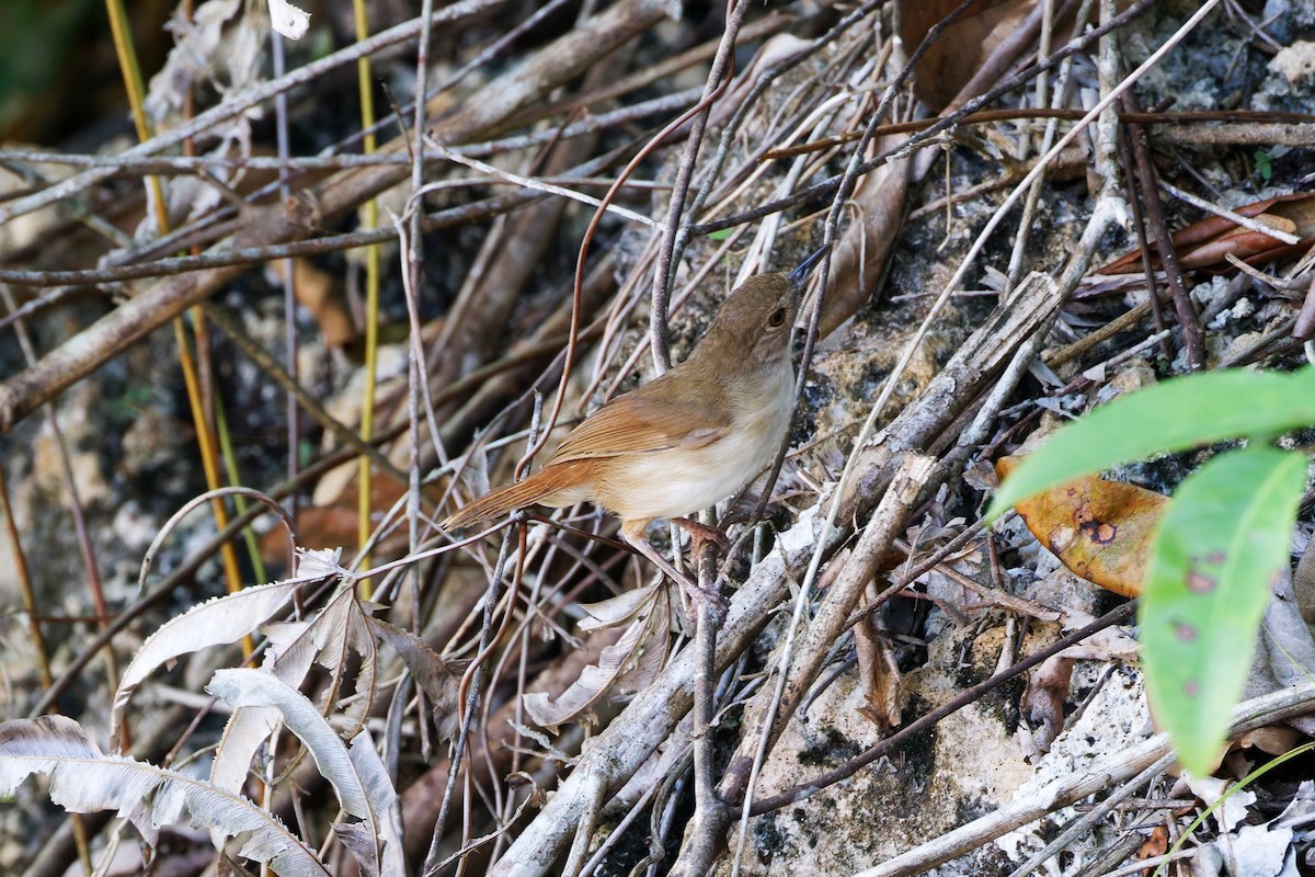 Sulawesi Babbler - ML644369026