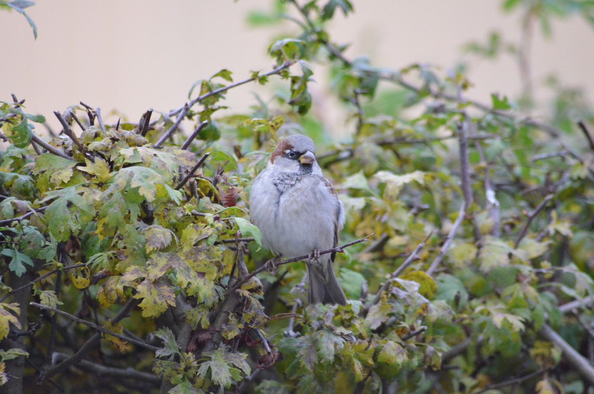 Оронгийн бор шувуу - ML644369028