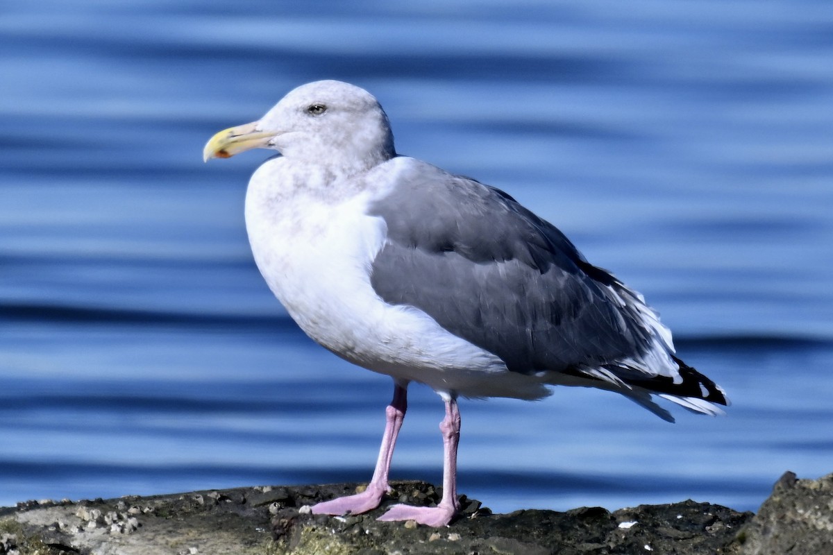 アメリカオオセグロカモメ - ML644369063