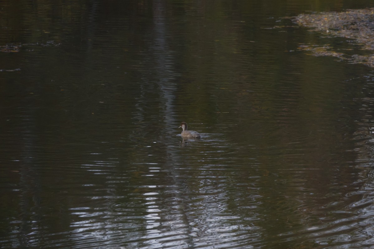 zrzohlávka rudozobá - ML644369072