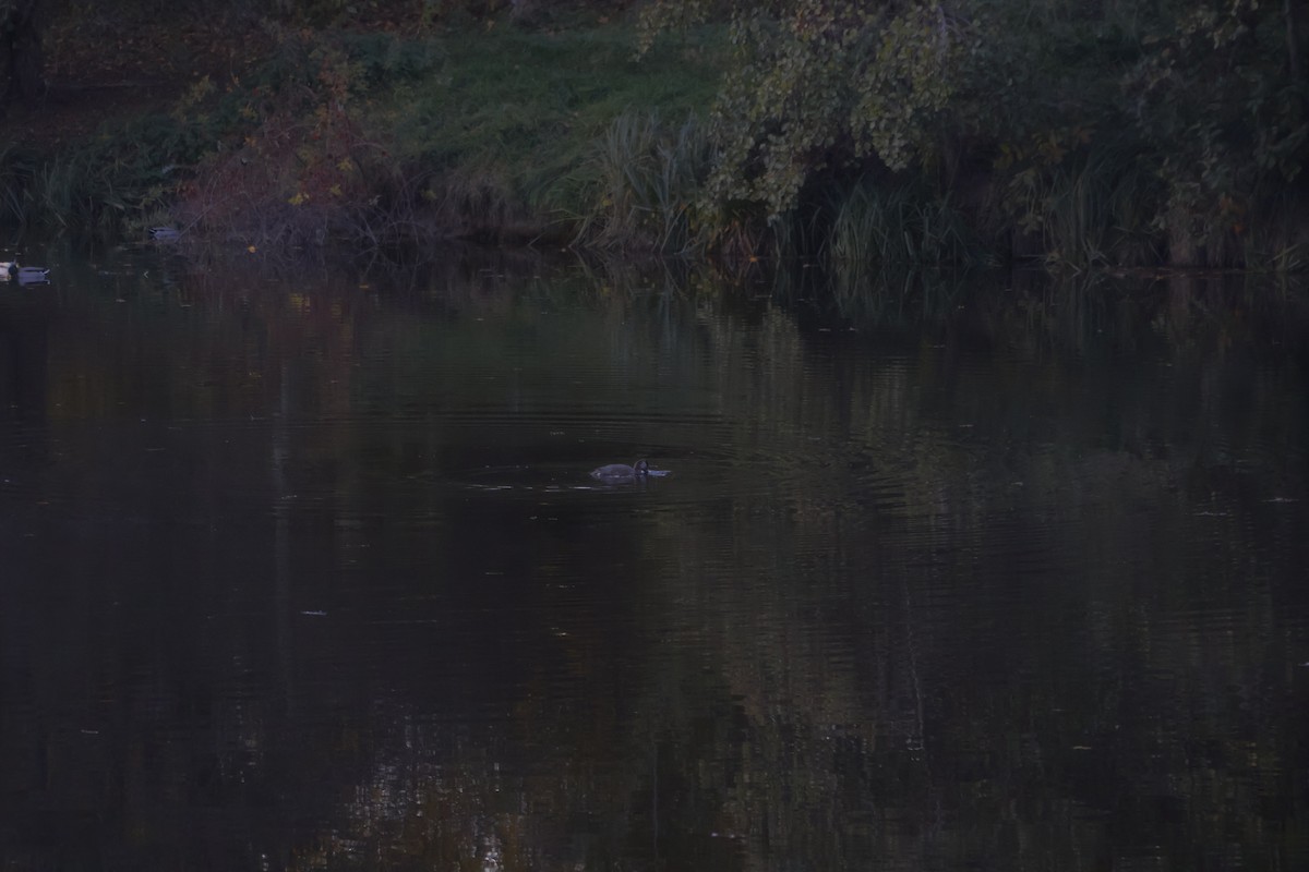 zrzohlávka rudozobá - ML644369073