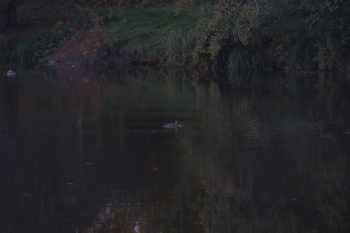 zrzohlávka rudozobá - ML644369074