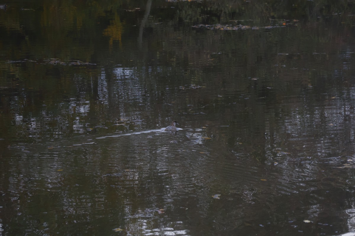 zrzohlávka rudozobá - ML644369075