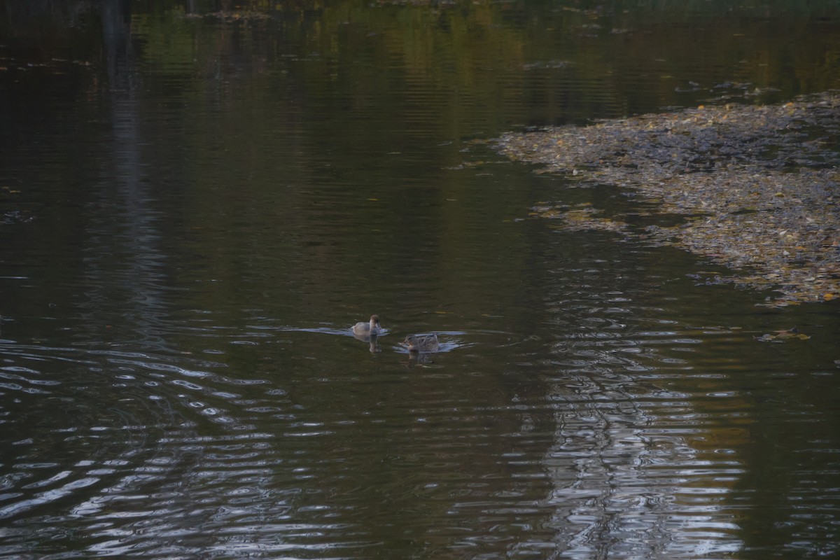 zrzohlávka rudozobá - ML644369076