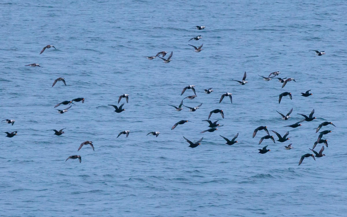 Black Scoter - ML644369088