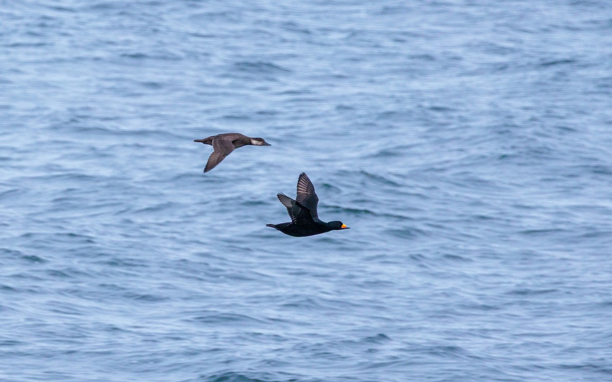 Black Scoter - ML644369089