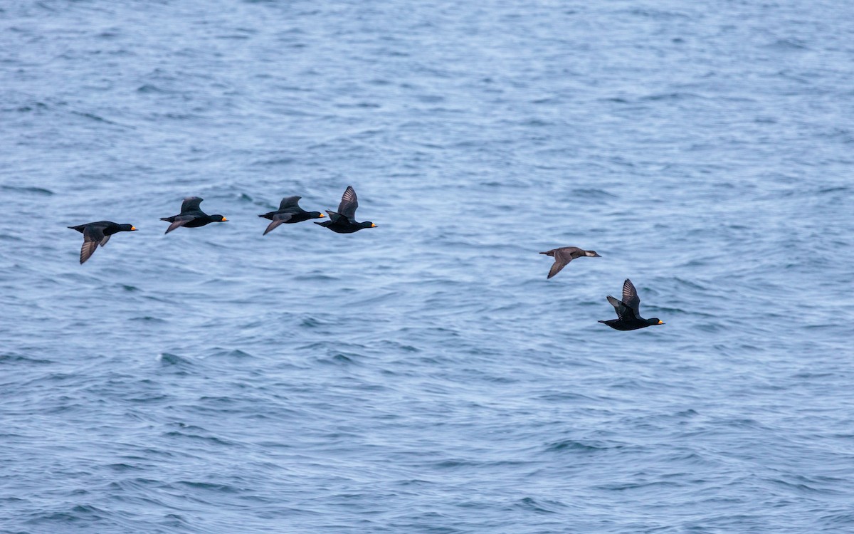 Black Scoter - ML644369090