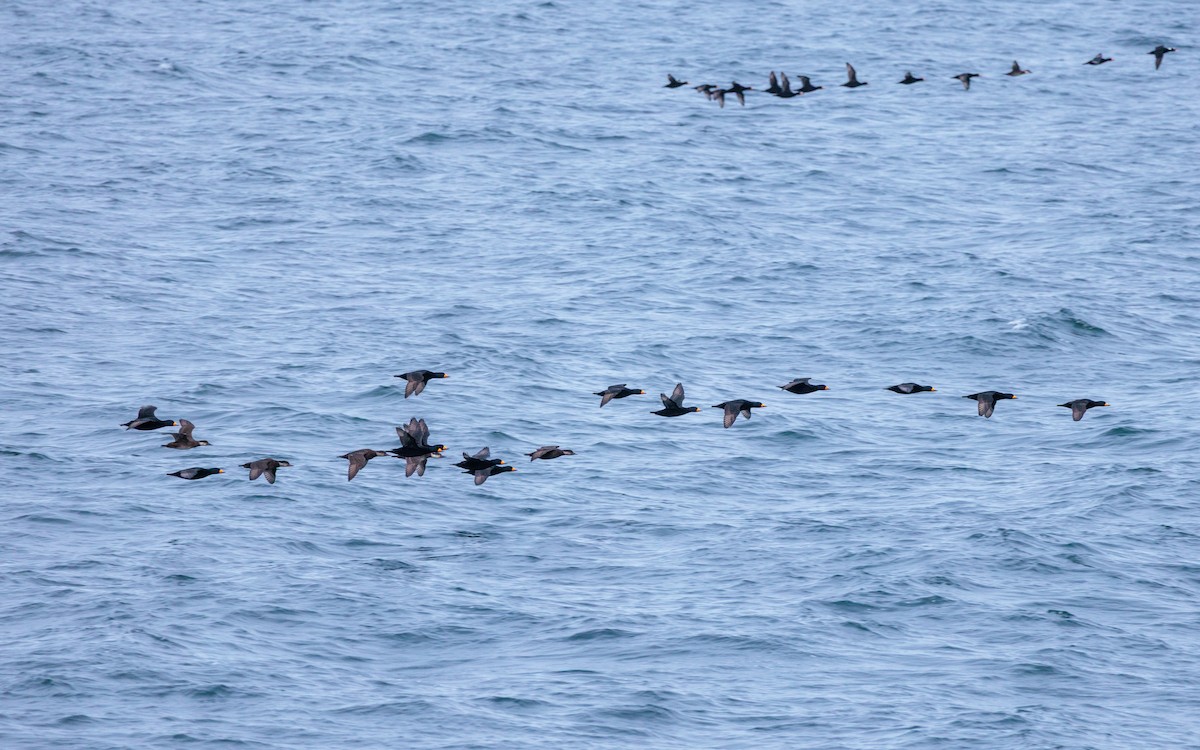 amerikasvartand - ML644369092