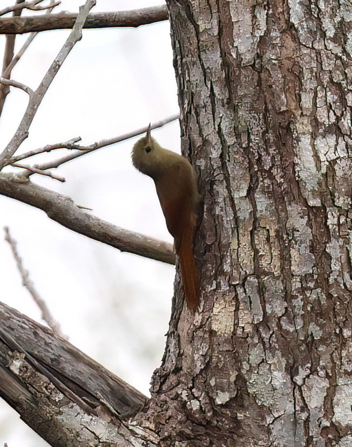 Olivaceous Woodcreeper - ML644369094