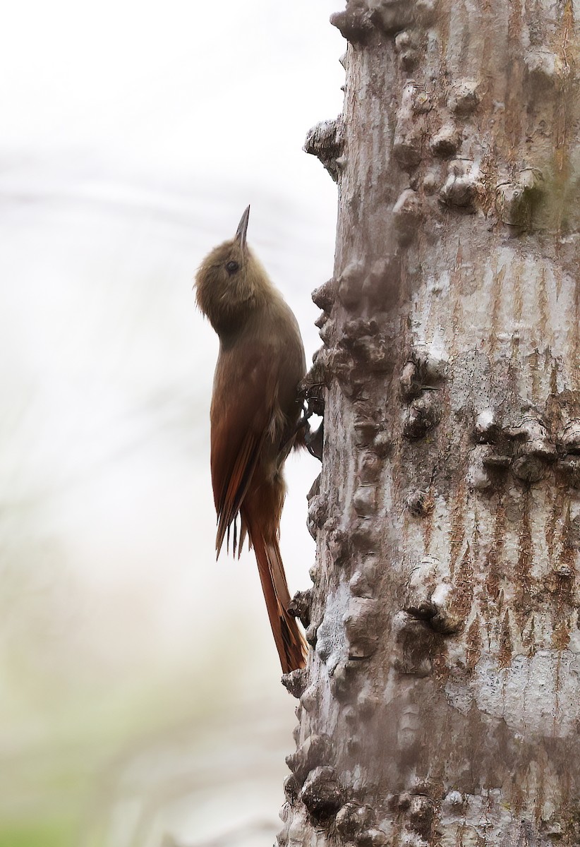 Olivaceous Woodcreeper - ML644369095