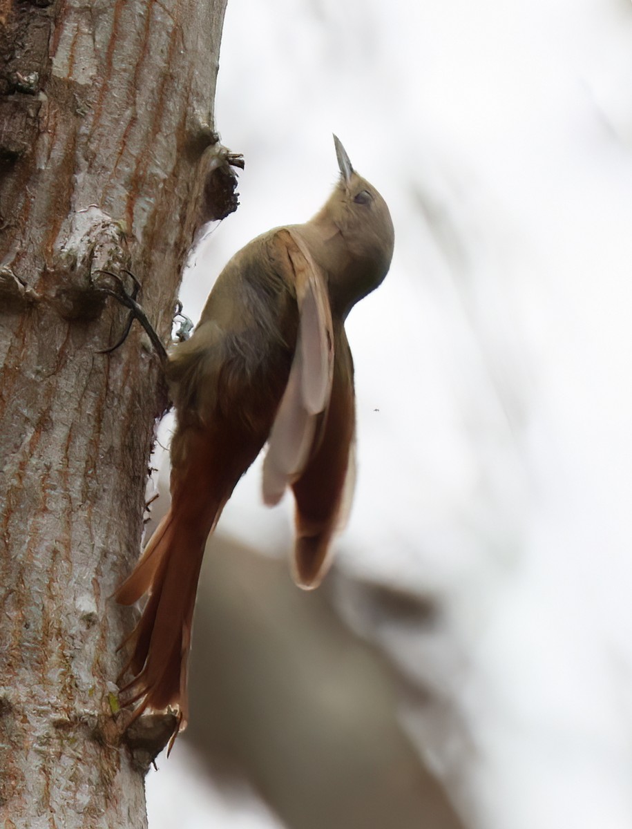Olivaceous Woodcreeper - ML644369096