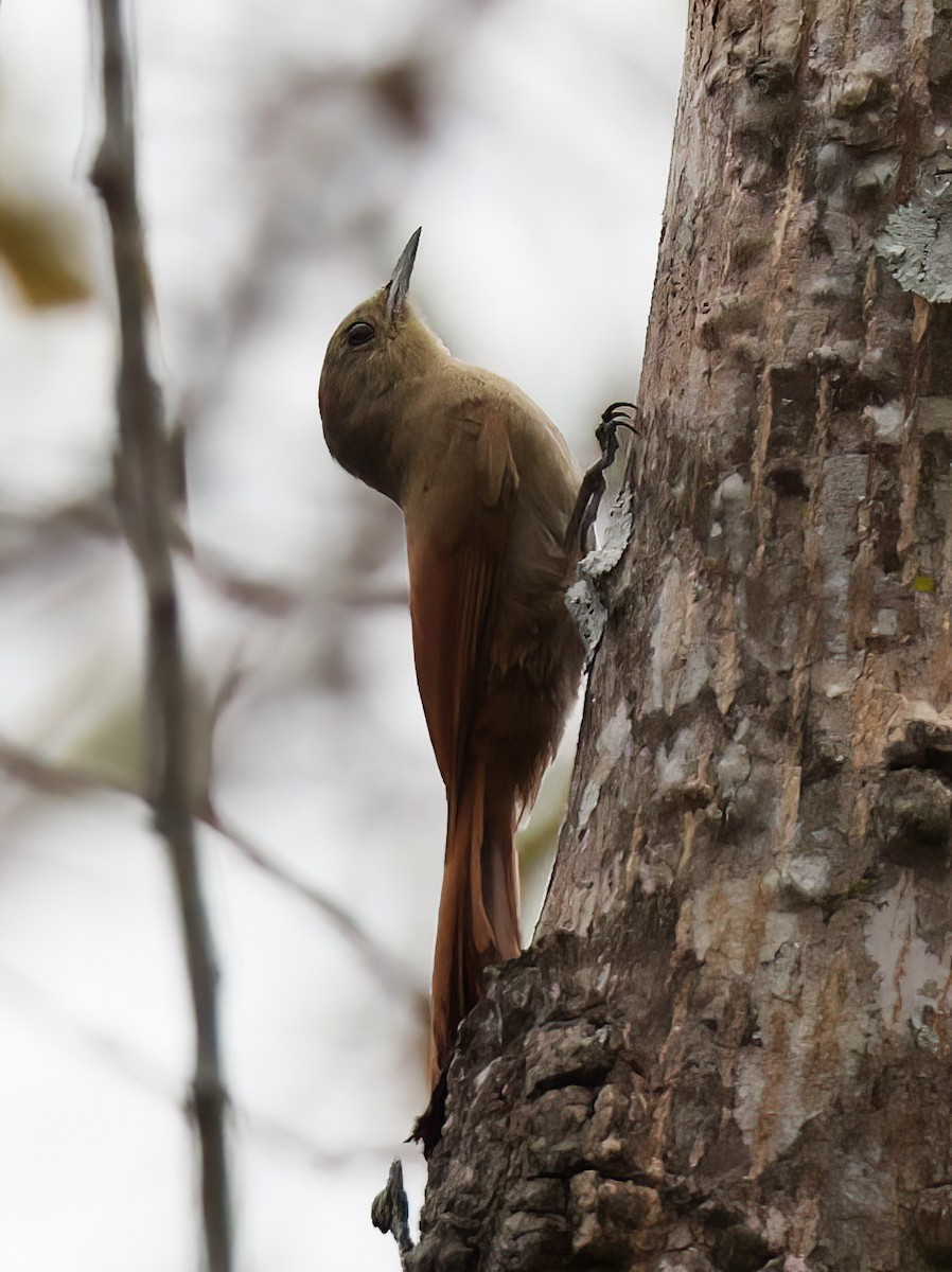 Olivaceous Woodcreeper - ML644369097