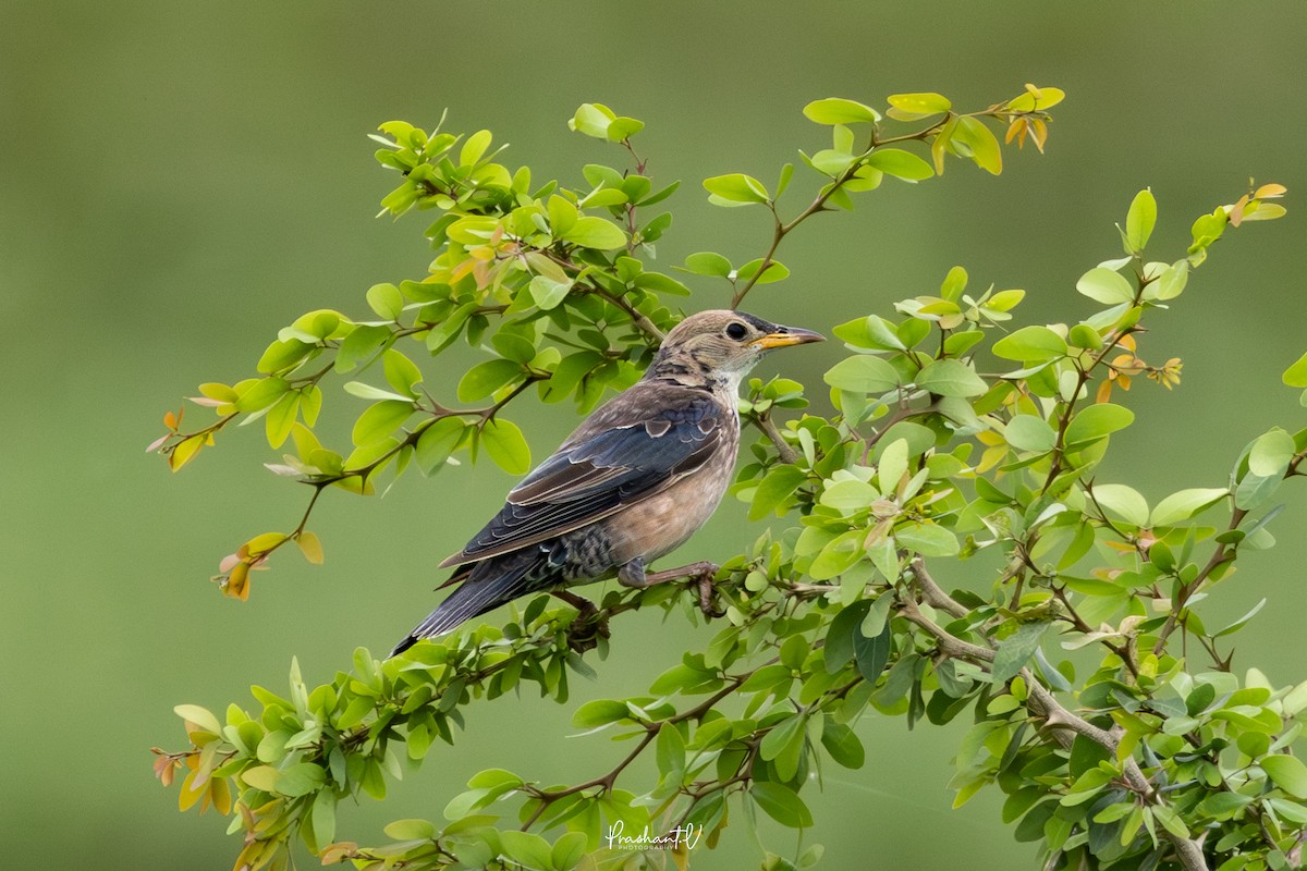 バライロムクドリ - ML644369102