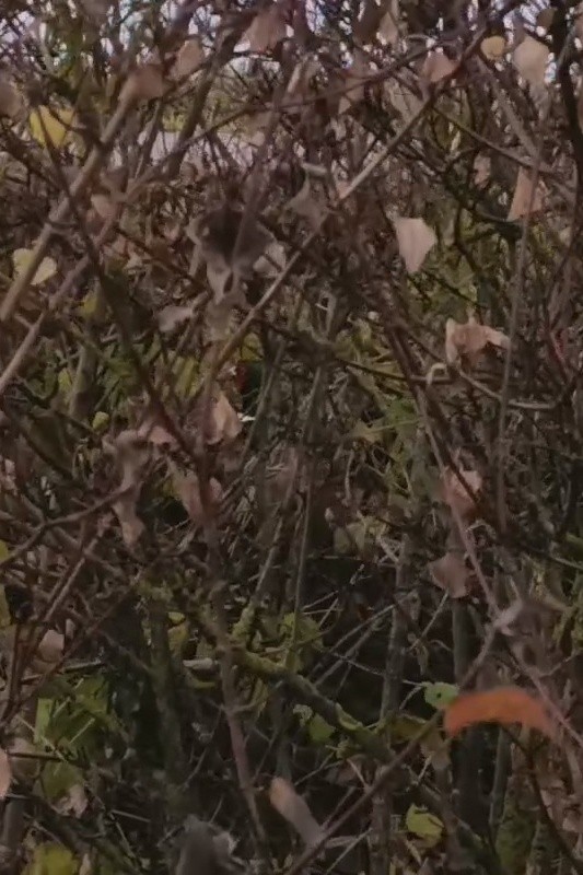 Ring-necked Pheasant - ML644369124