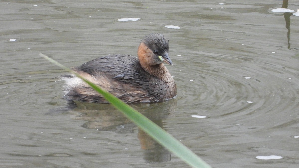 Little Grebe - ML644369130
