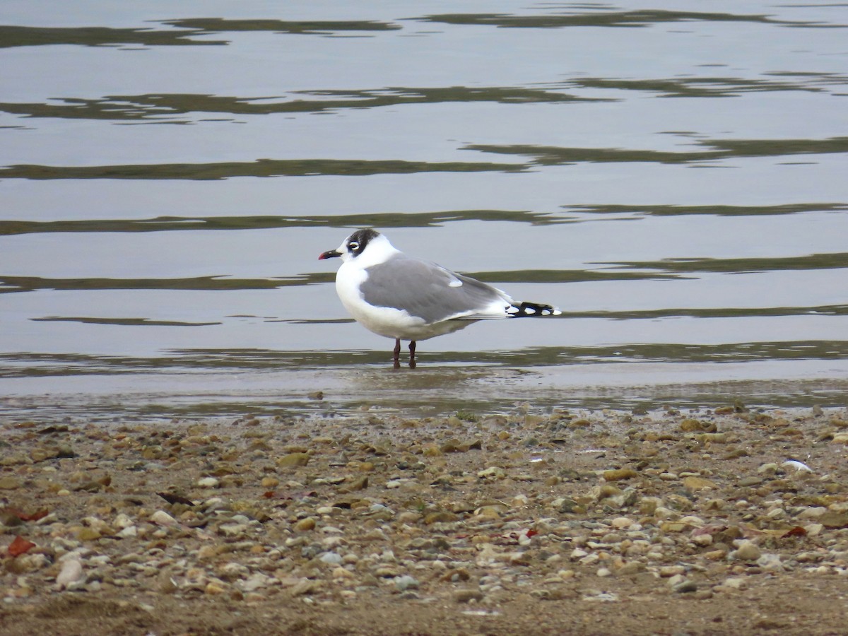 Franklin's Gull - ML644369131