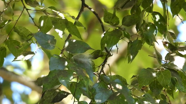 Paruline à joues grises - ML644369137