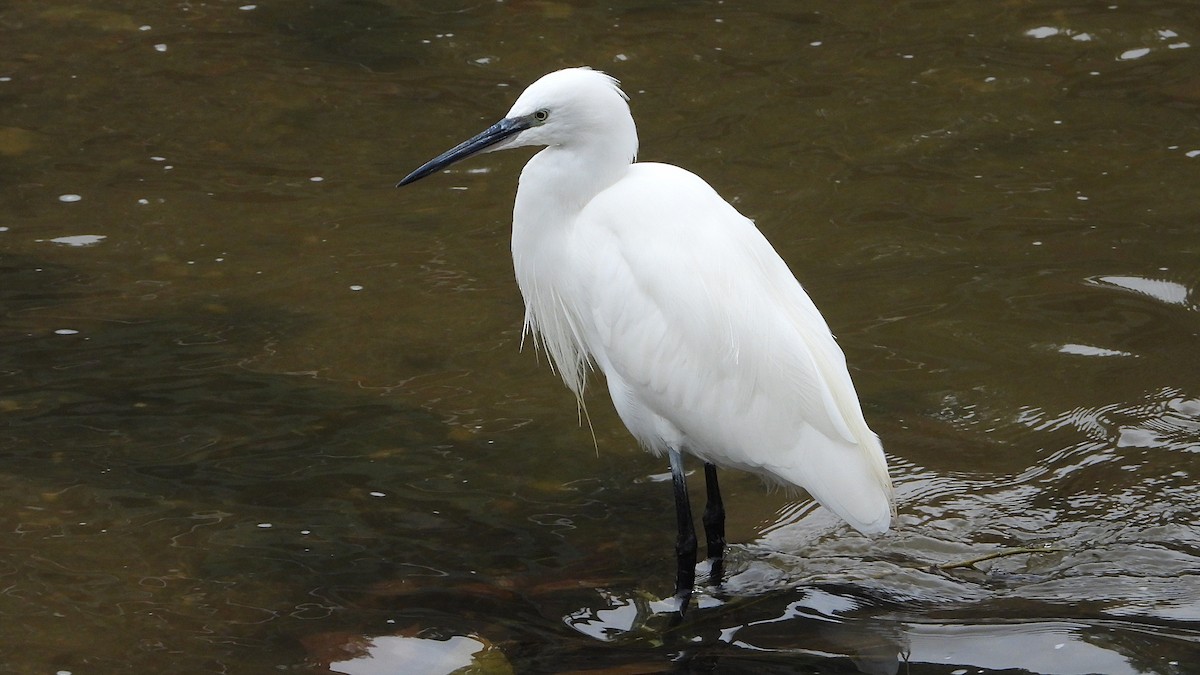 Little Egret - ML644369139