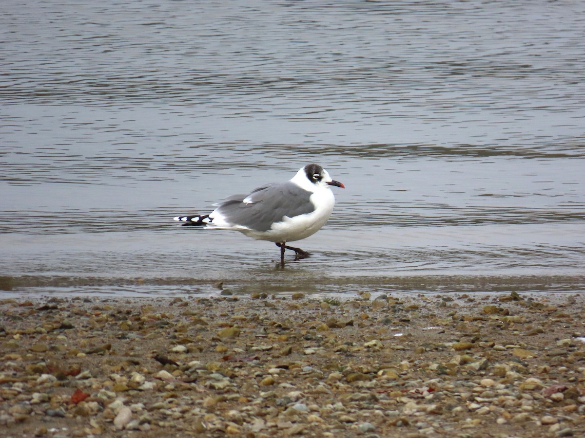 Franklin's Gull - ML644369141