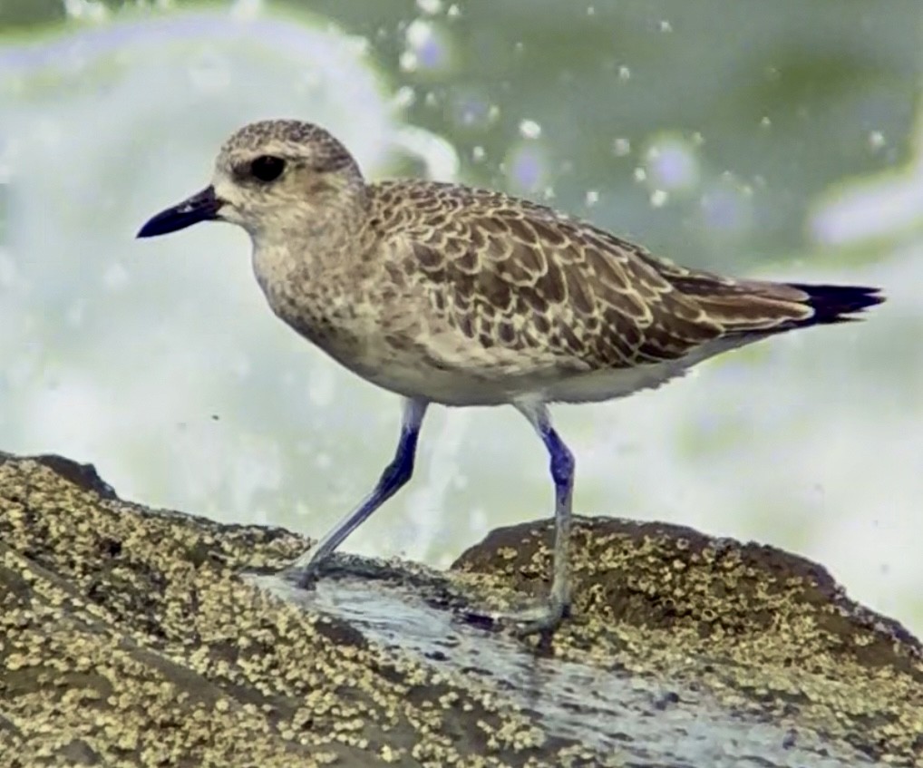 Black-bellied Plover - ML644369144