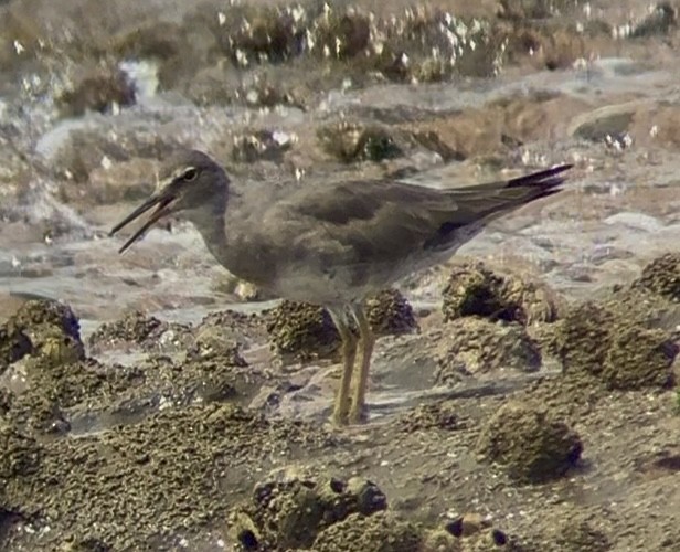 Wandering Tattler - ML644369160