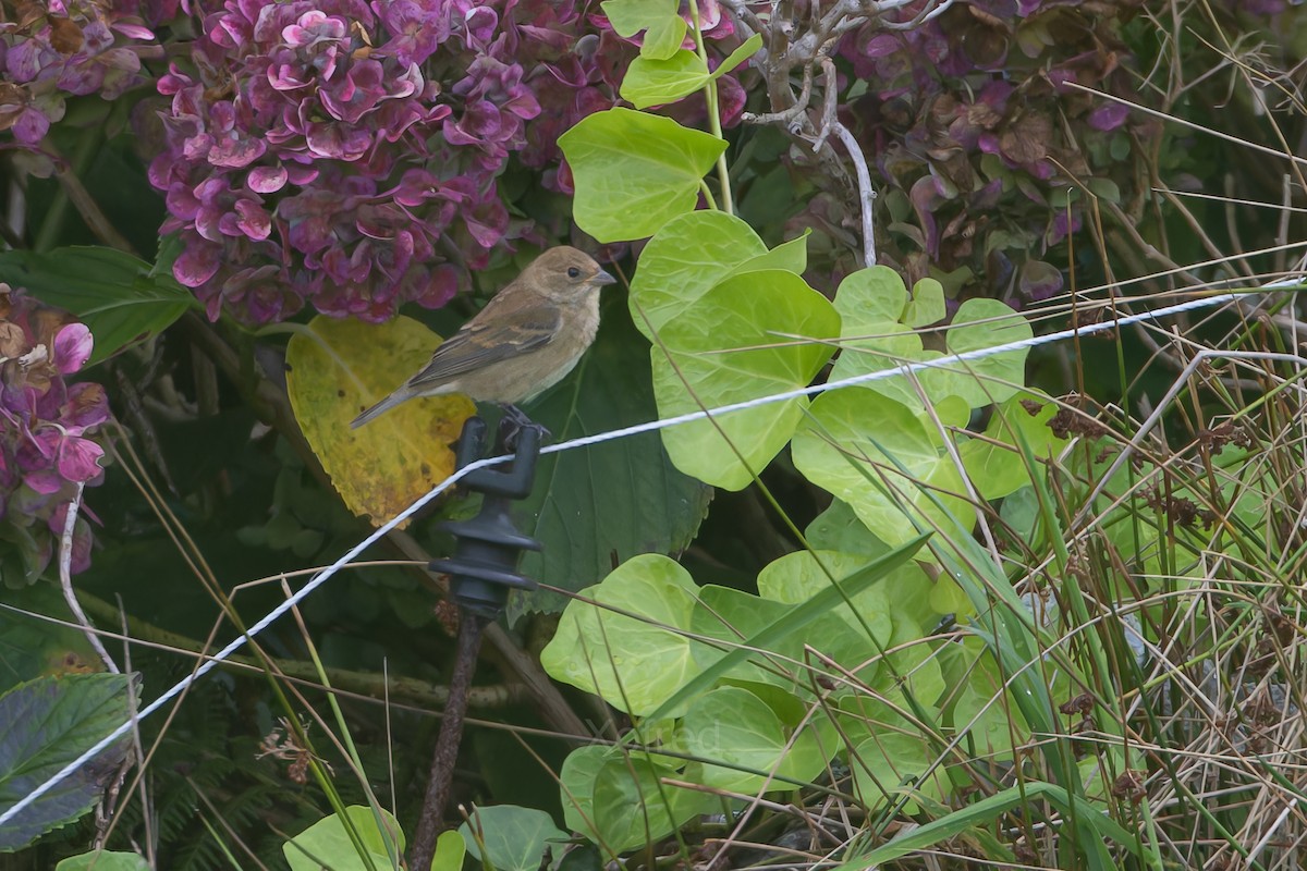 Indigo Bunting - ML644369166