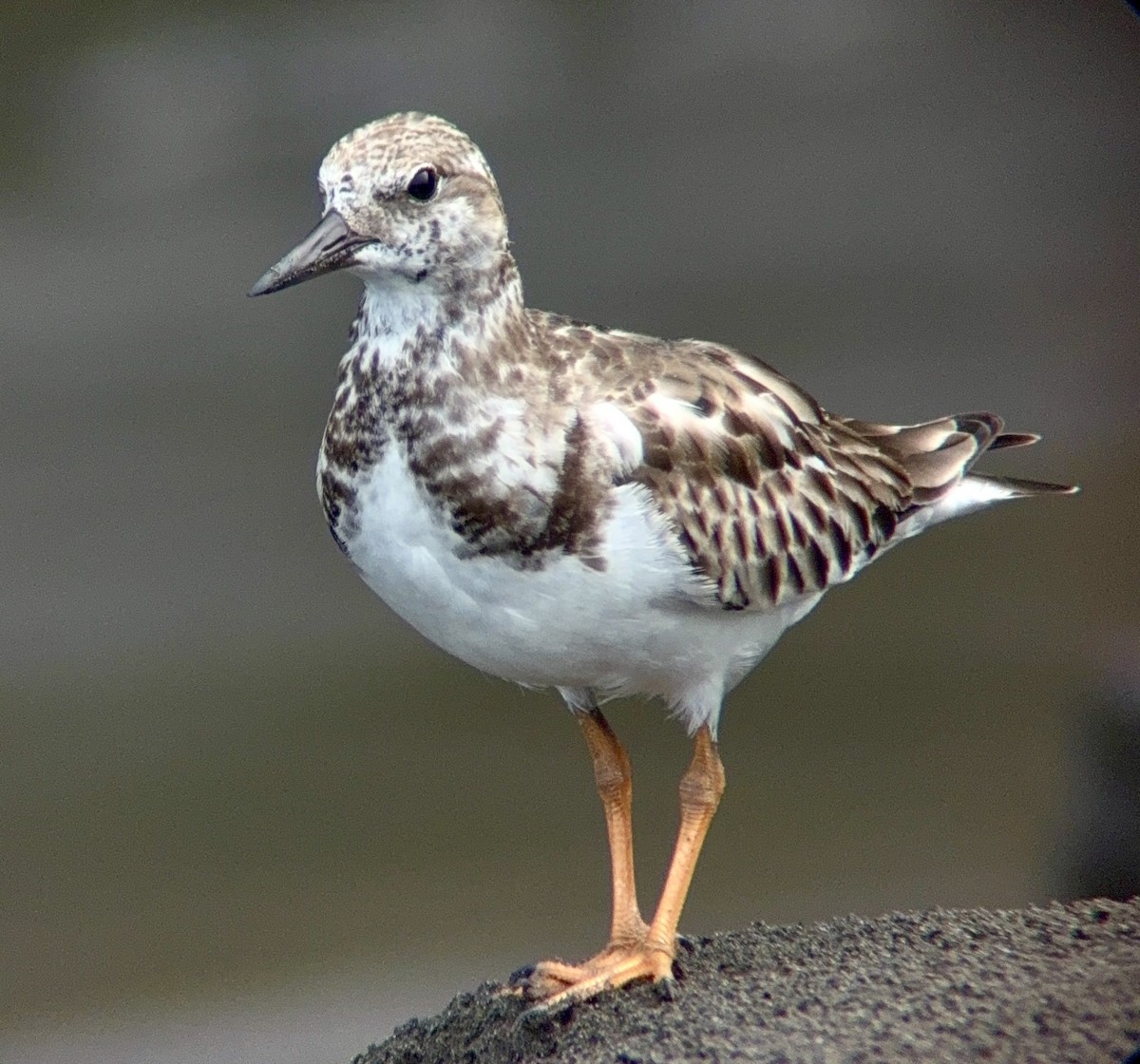 Ruddy Turnstone - ML644369173