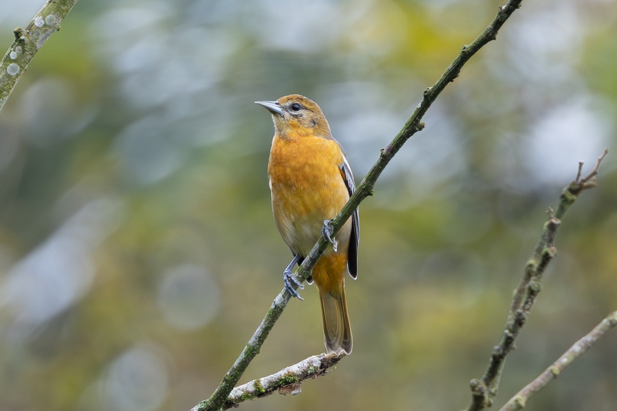 Baltimore Oriole - ML644369186