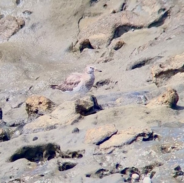 Surfbird - ML644369189