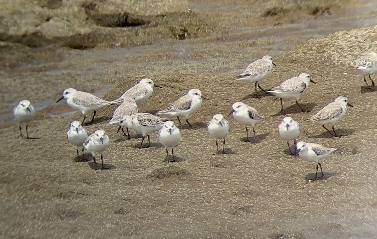 Sanderling - ML644369199