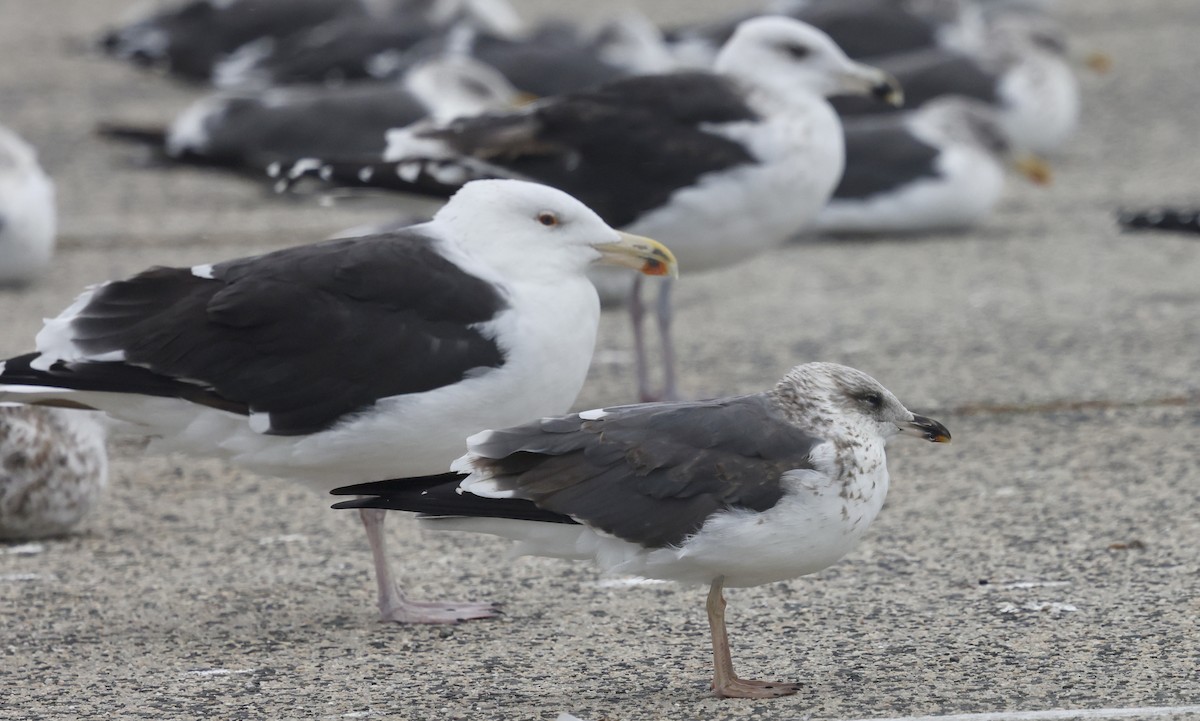 Great Black-backed Gull - ML644369208