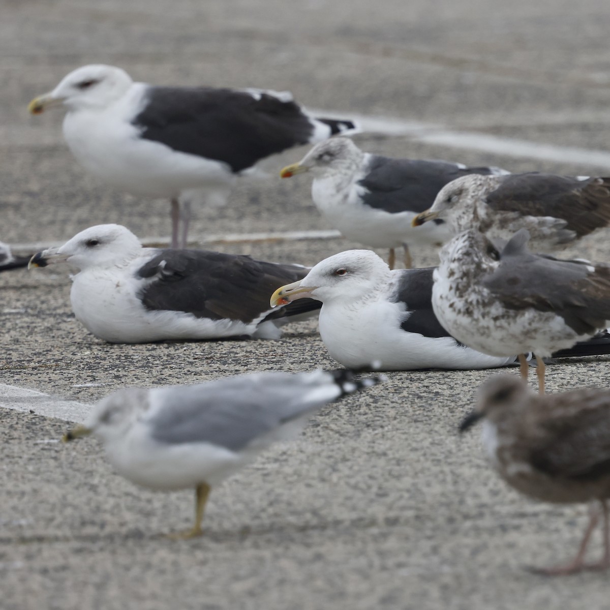 Great Black-backed Gull - ML644369209